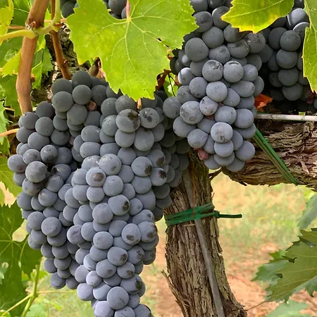 Collina Dei Poeti 3* SantʼArcangelo di Romagna