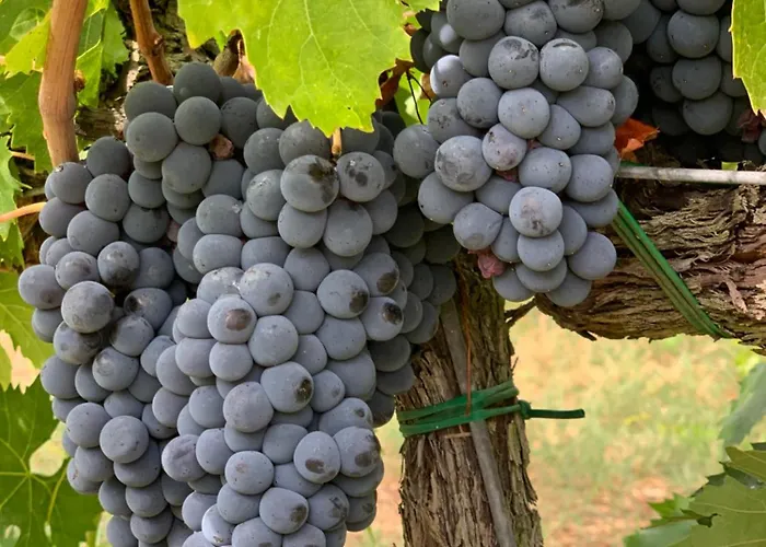 Collina Dei Poeti 3* SantʼArcangelo di Romagna